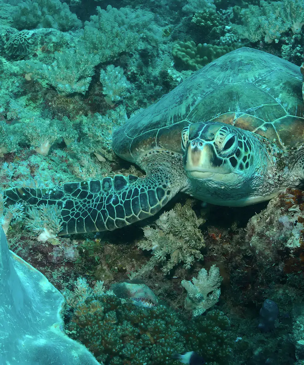 Green sea turtle swimming over a coral reef in Watamu Marine National Park