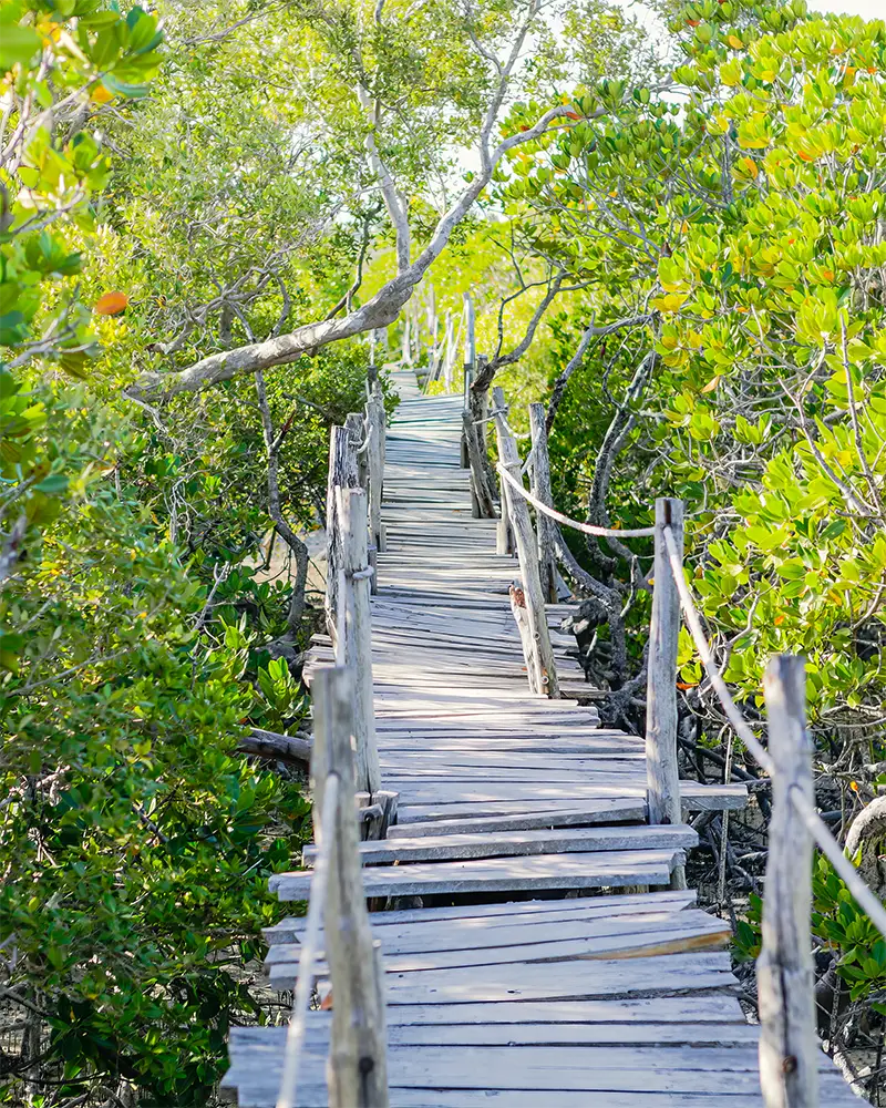 Wooden boardwalk through the mangroves of Mida Creek in Watamu