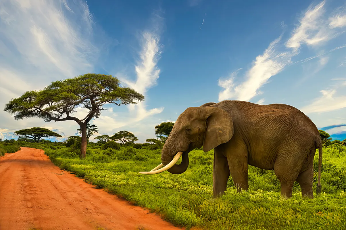 African elephant beside a safari road in Kenya