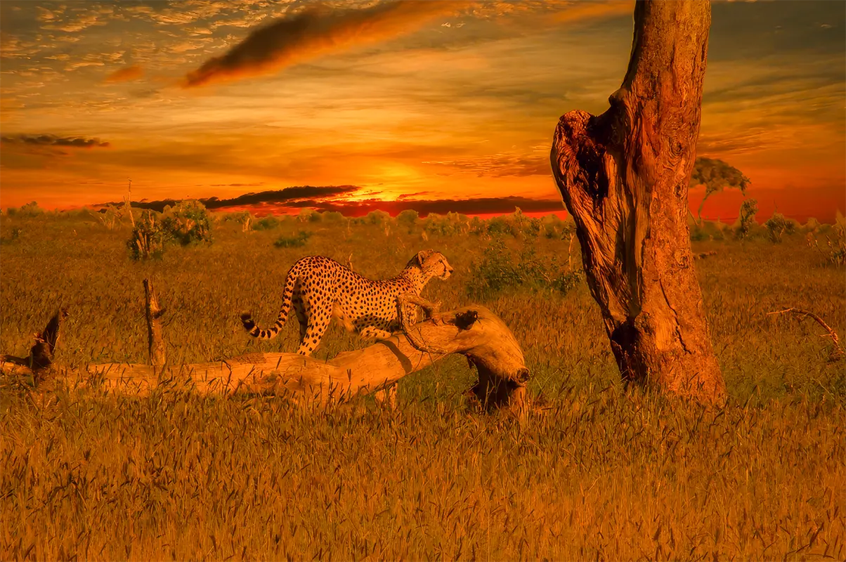 Cheetah resting on a fallen tree during an African safari at sunset