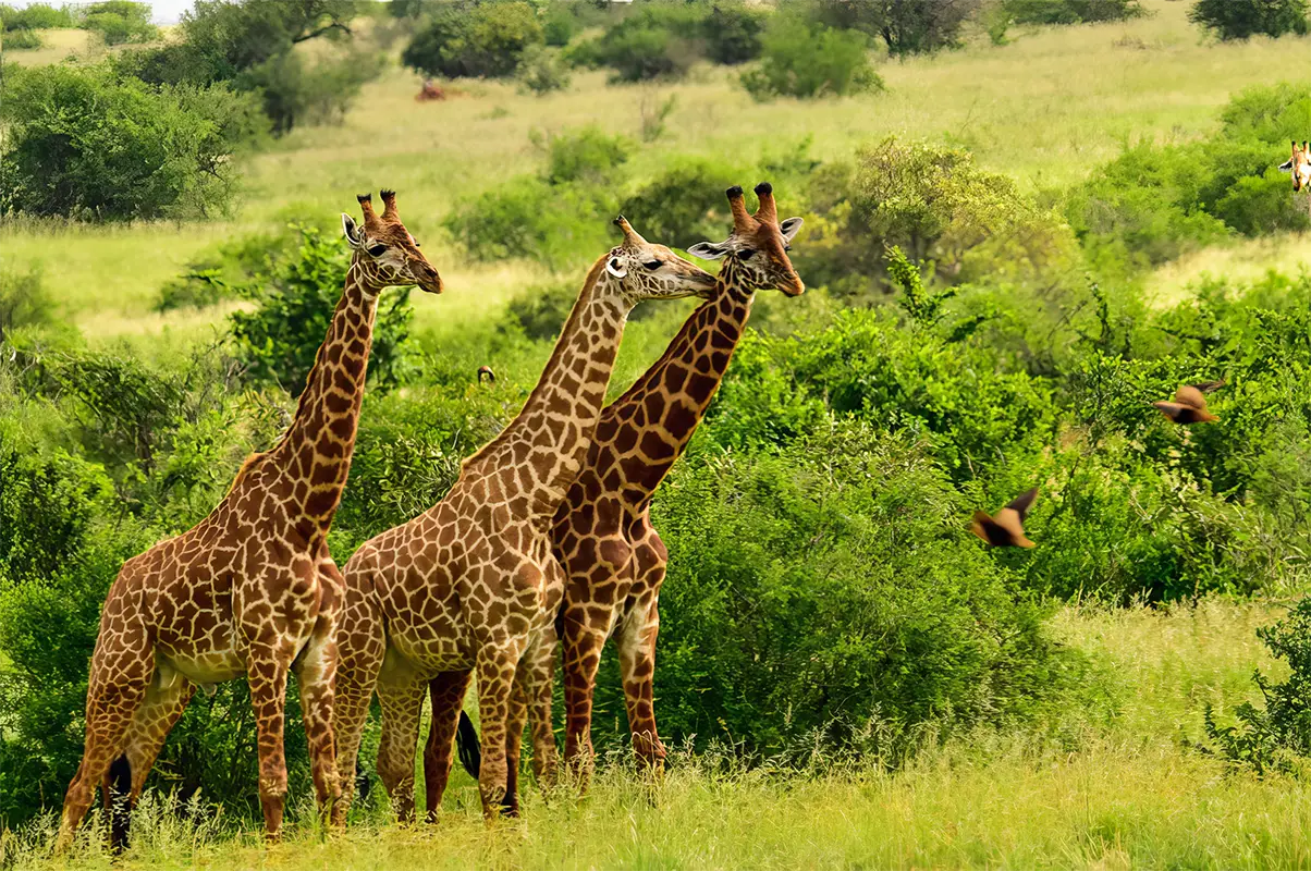 Giraffes standing in the bushland during a safari in Kenya