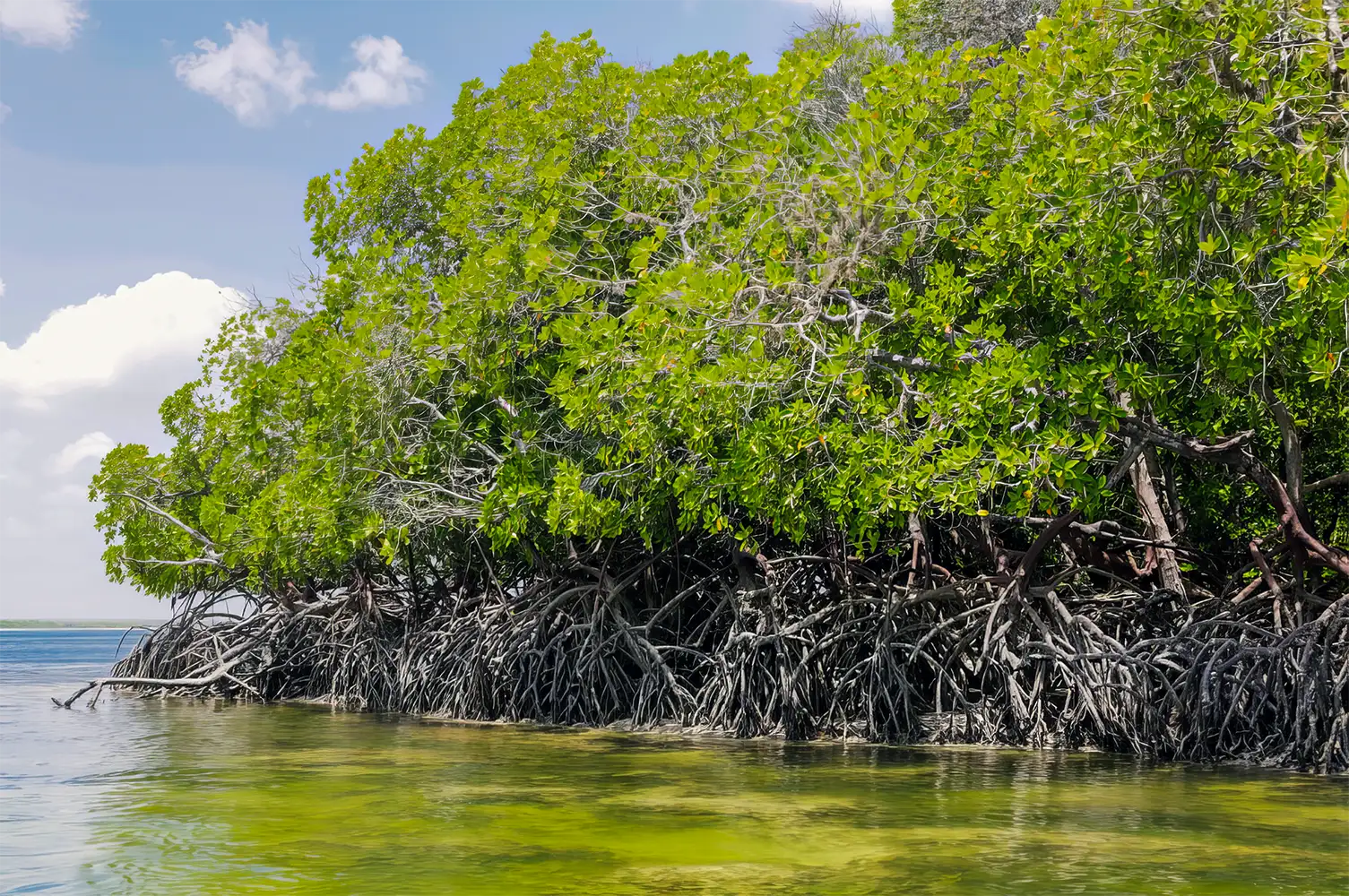 Mangrove forest along the calm waters of Mida Creek in Watamu, Kenya