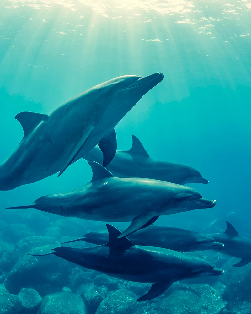 Pod of dolphins swimming underwater off the coast of Watamu, Kenya